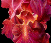 - Rote Iris Acryl Gouache 80 x 60 cm Sara Heinrich