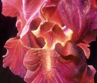  - Rote Iris Tempera Acryl Gouache 80 x 60 cm Sara Heinrich