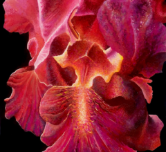 Rote Iris Acryl Gouache 80 x 60 cm Sara Heinrich